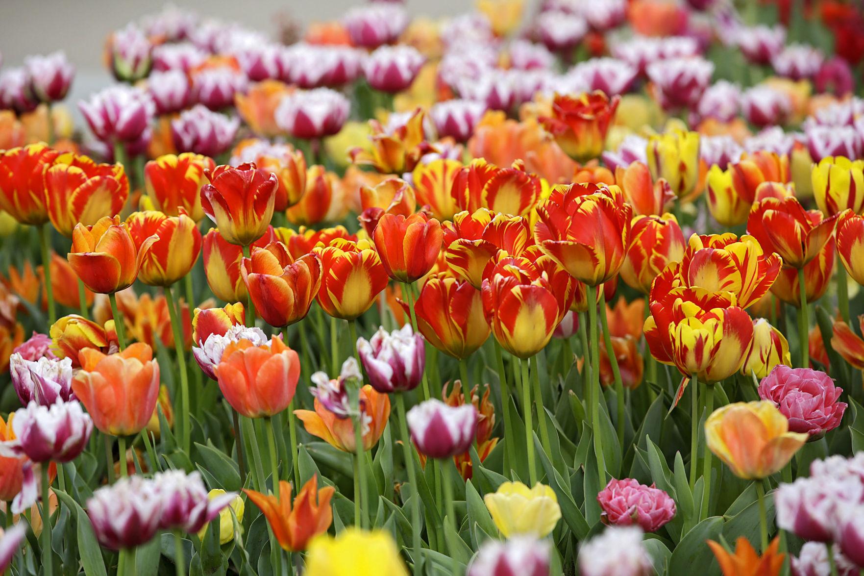 Tulsa Botanic Garden